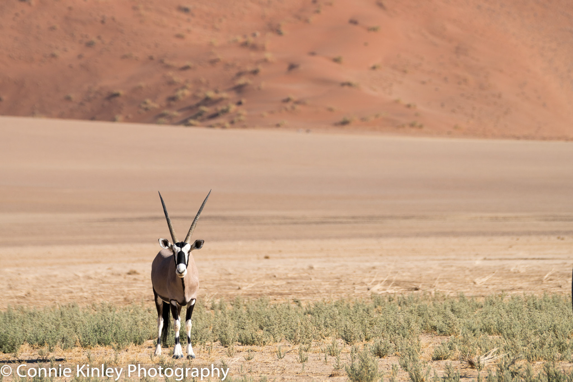 Oryx, Sossousvlei
