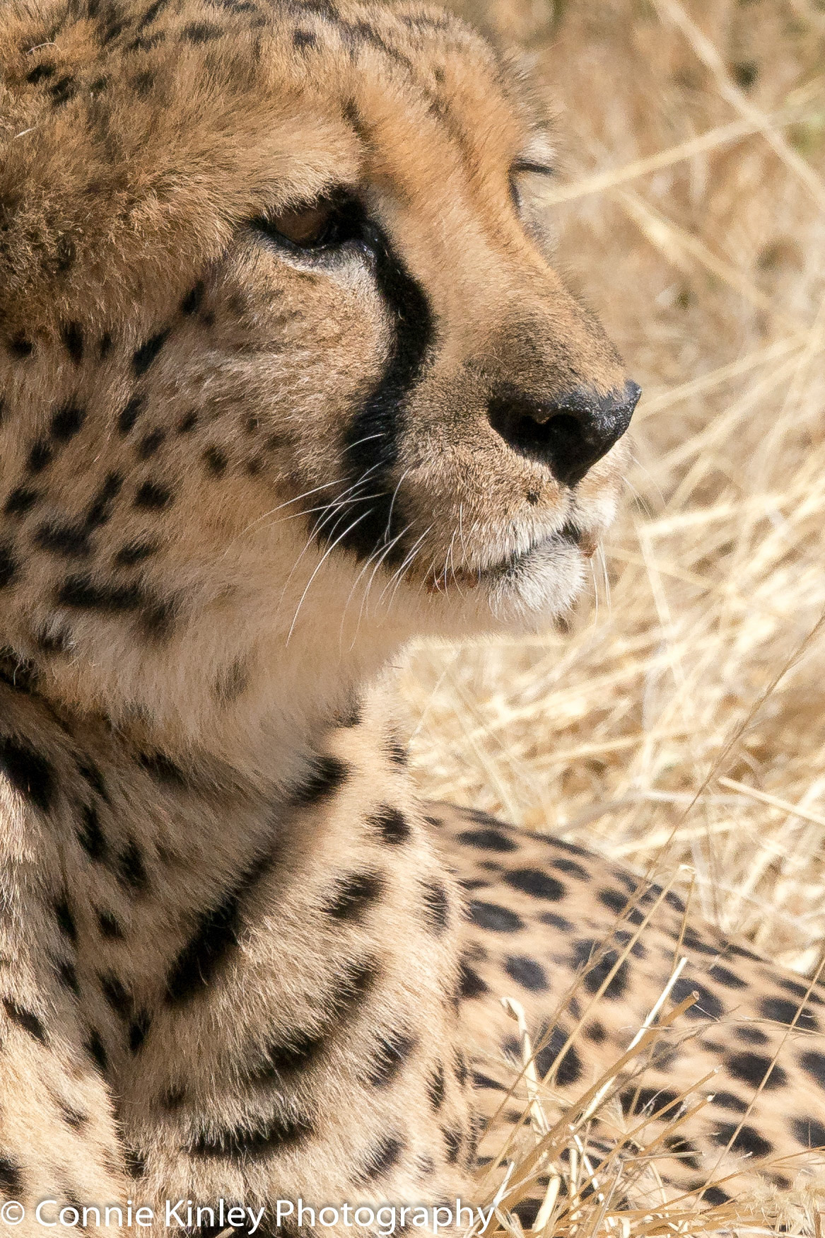 Cheetah portrait, Okonjima