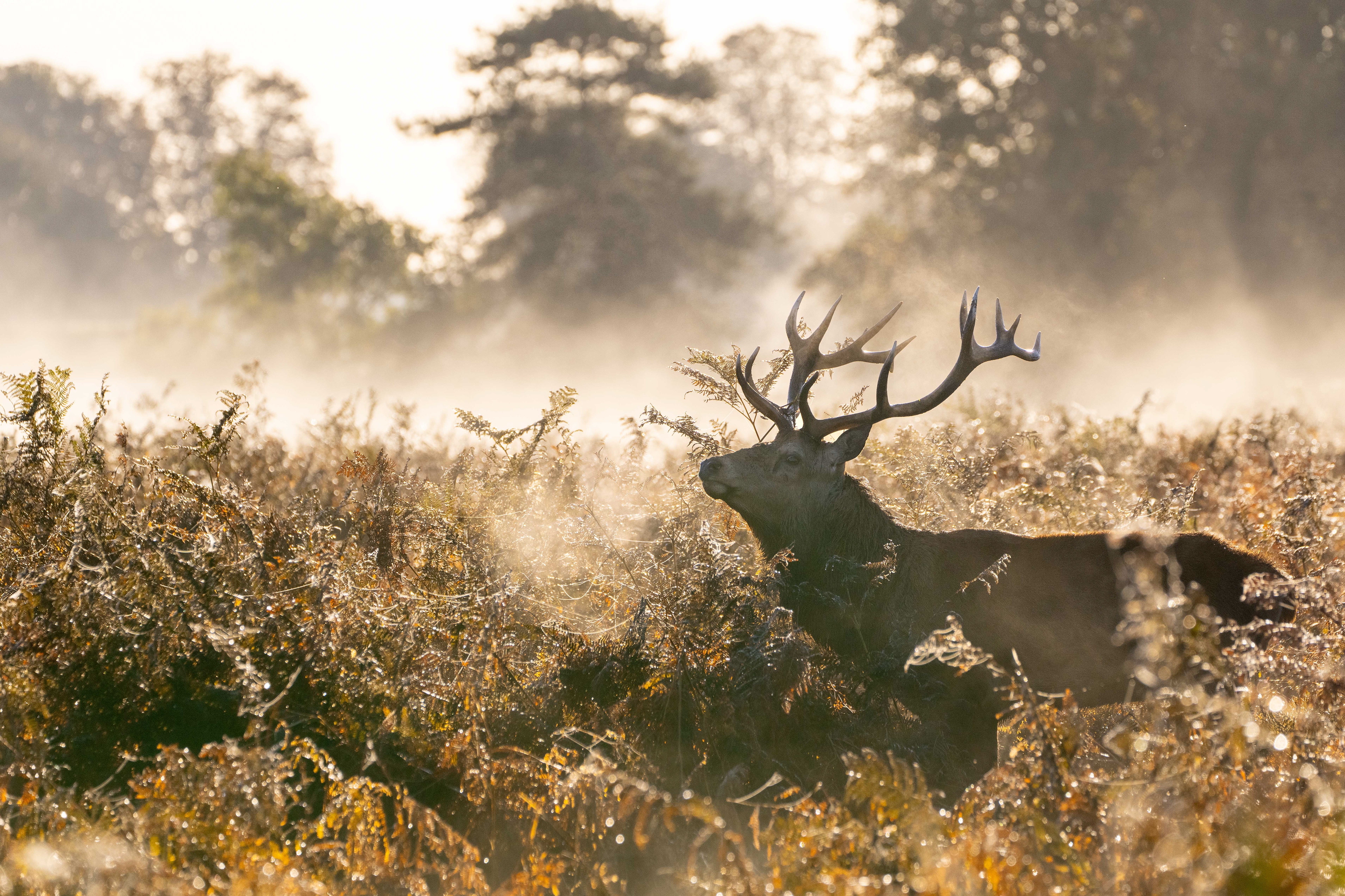 Rabbit, Bushy Park