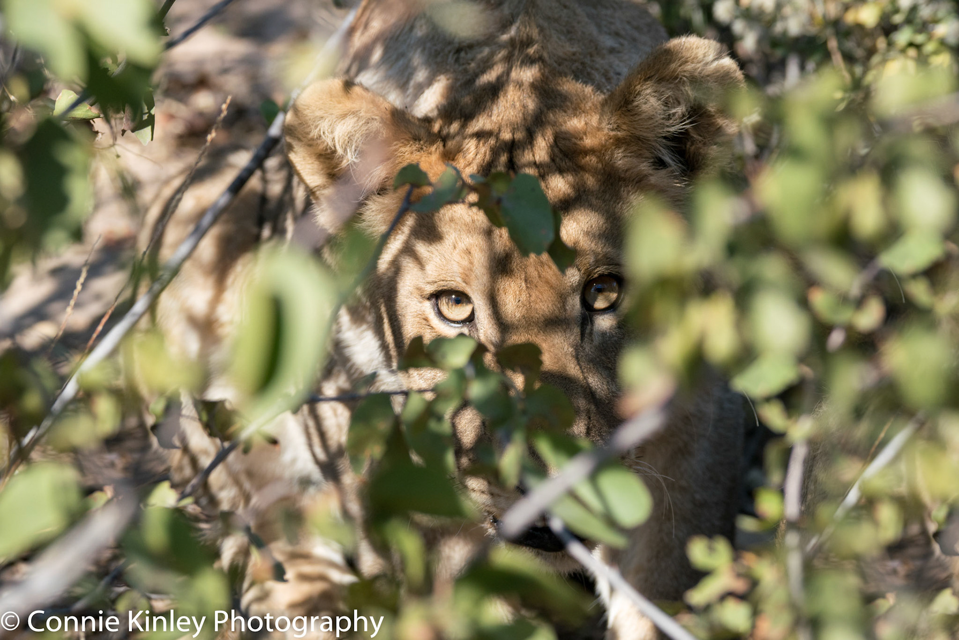 Young male lion in bushes, Ongava