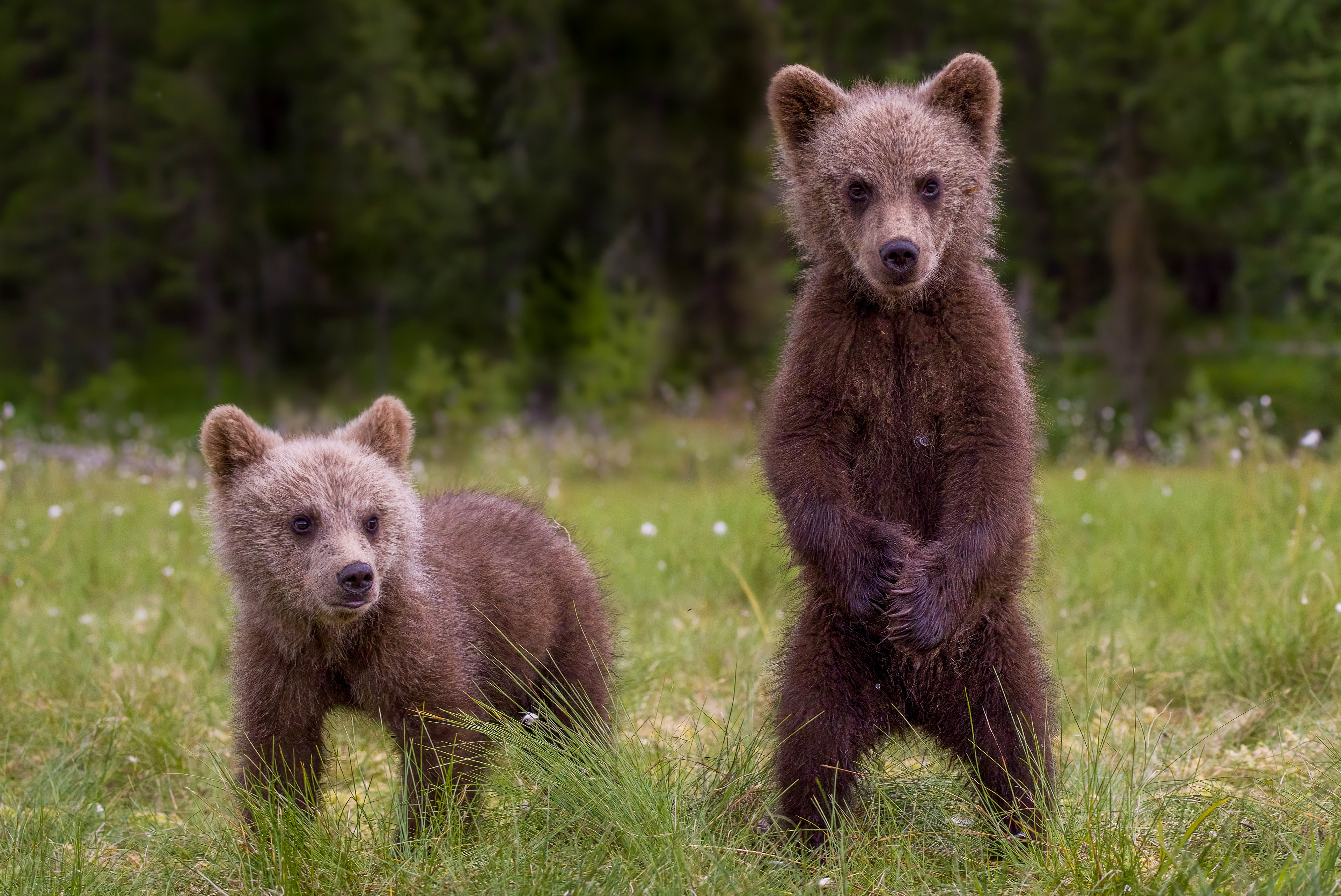 Brown bears, Finland