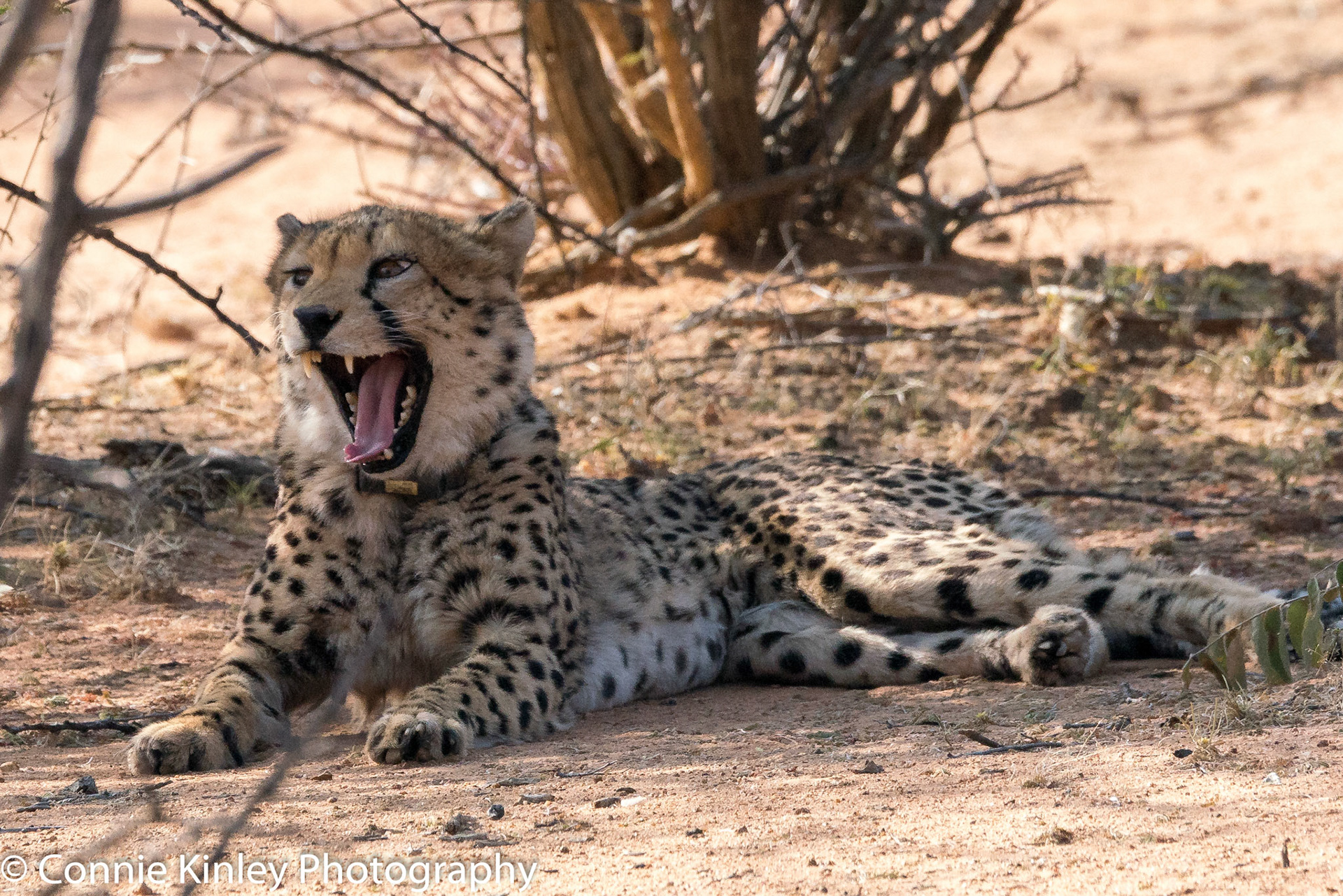 Cheetah yawning, Okonjima