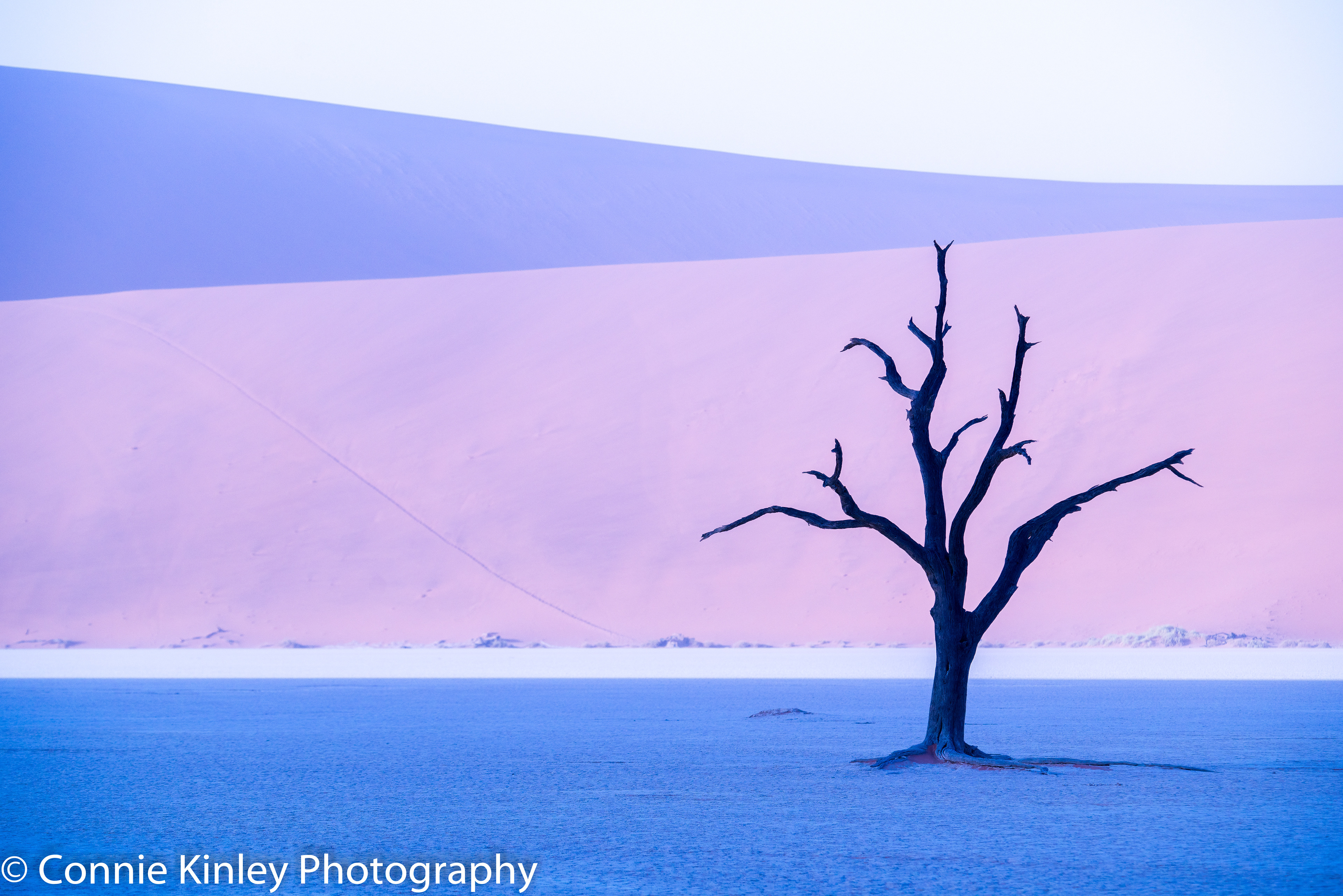 Trees, Deadvlei, Sossusvlei