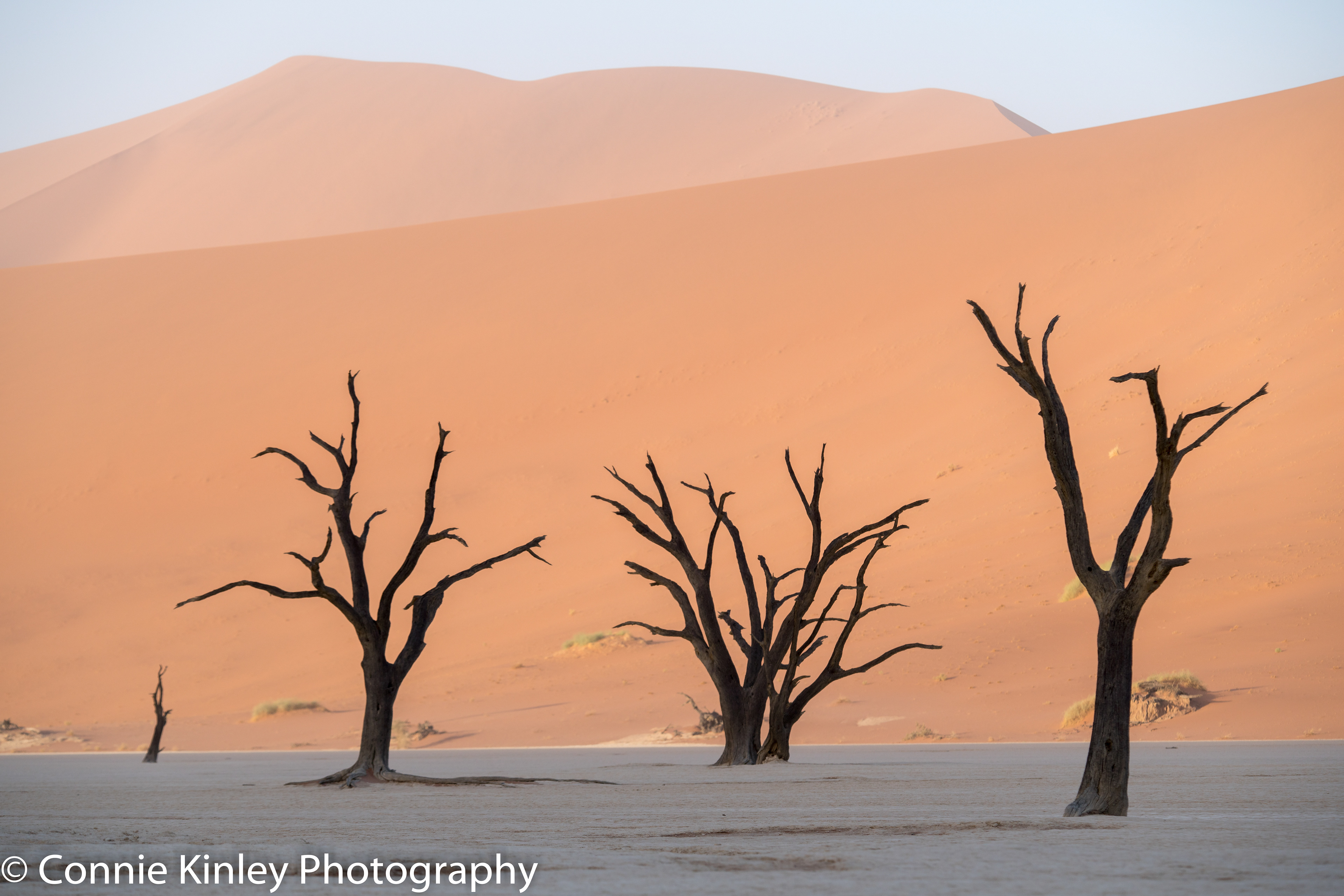 Trees, Deadvlei, Sossusvlei