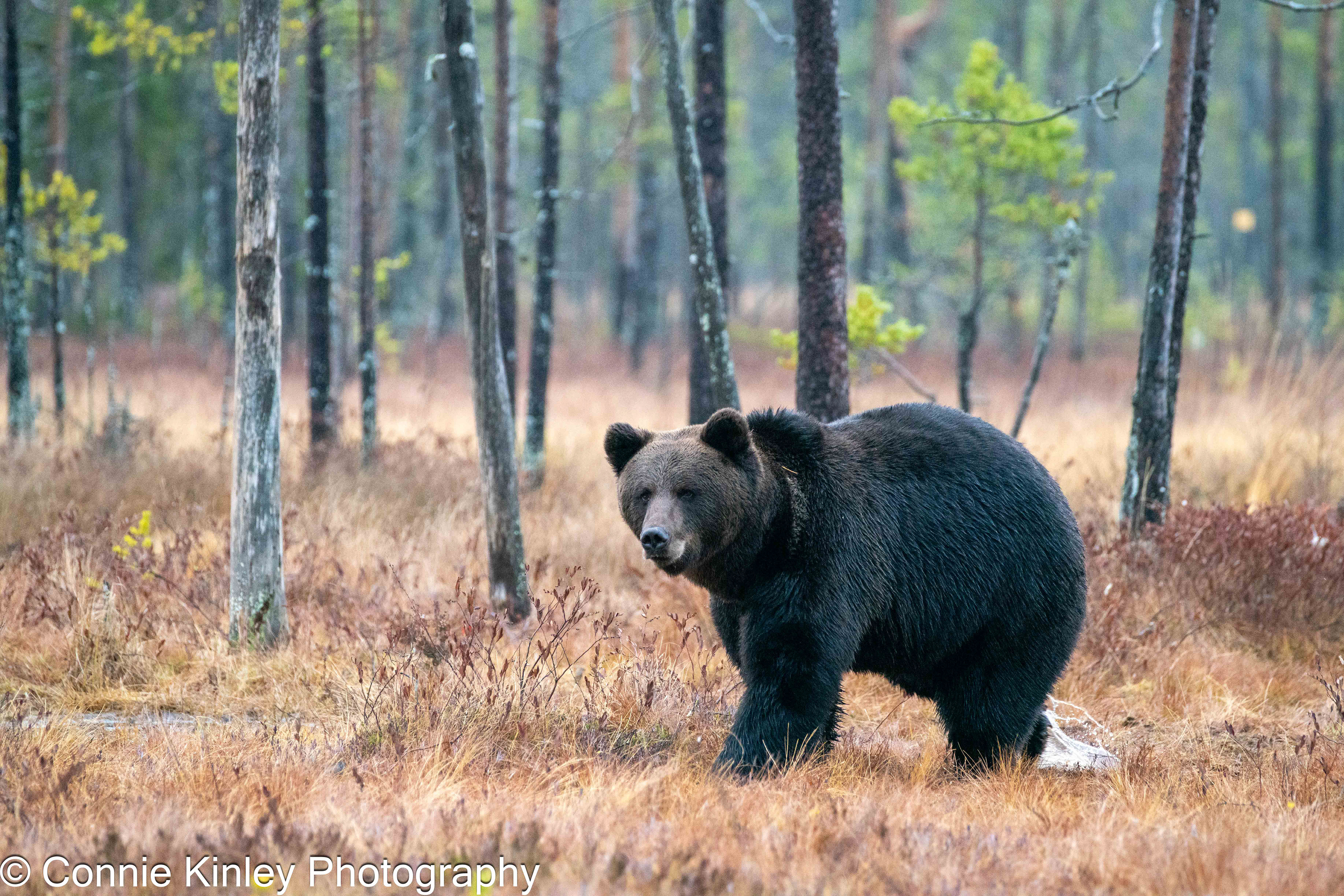 Brown bears, Finland