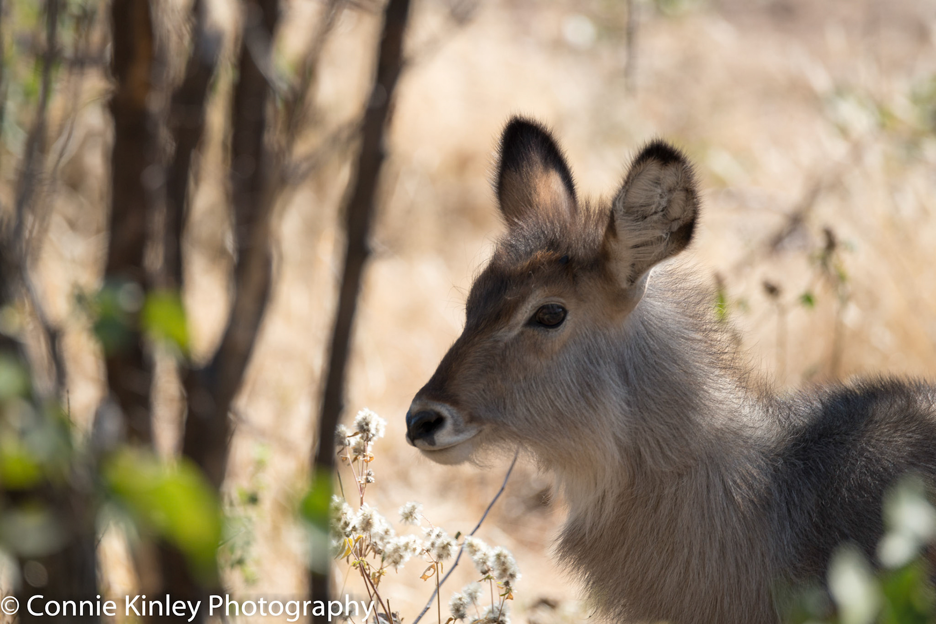 Young waterbuck, Ongava