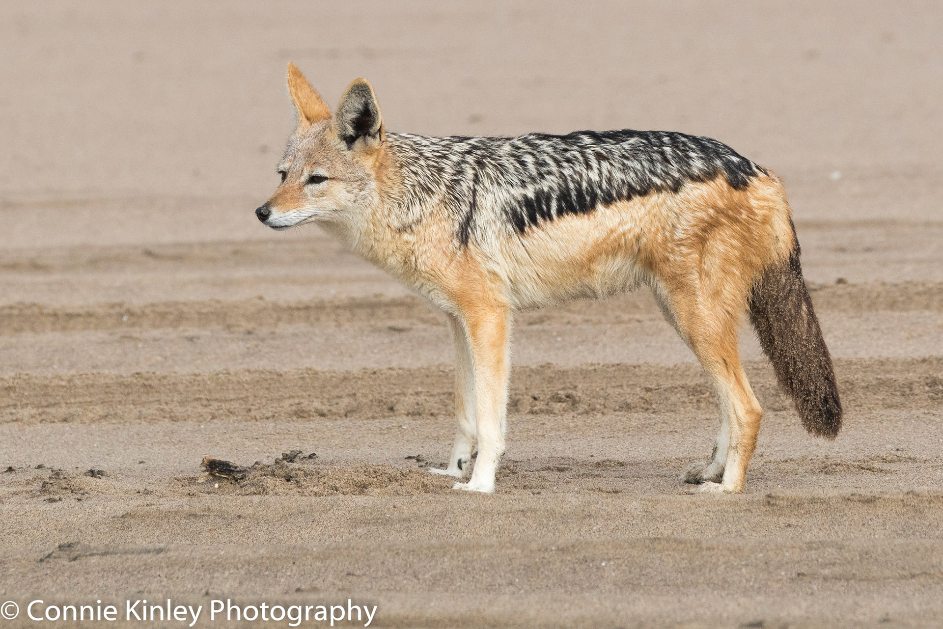 Jackal, Walvis Bay
