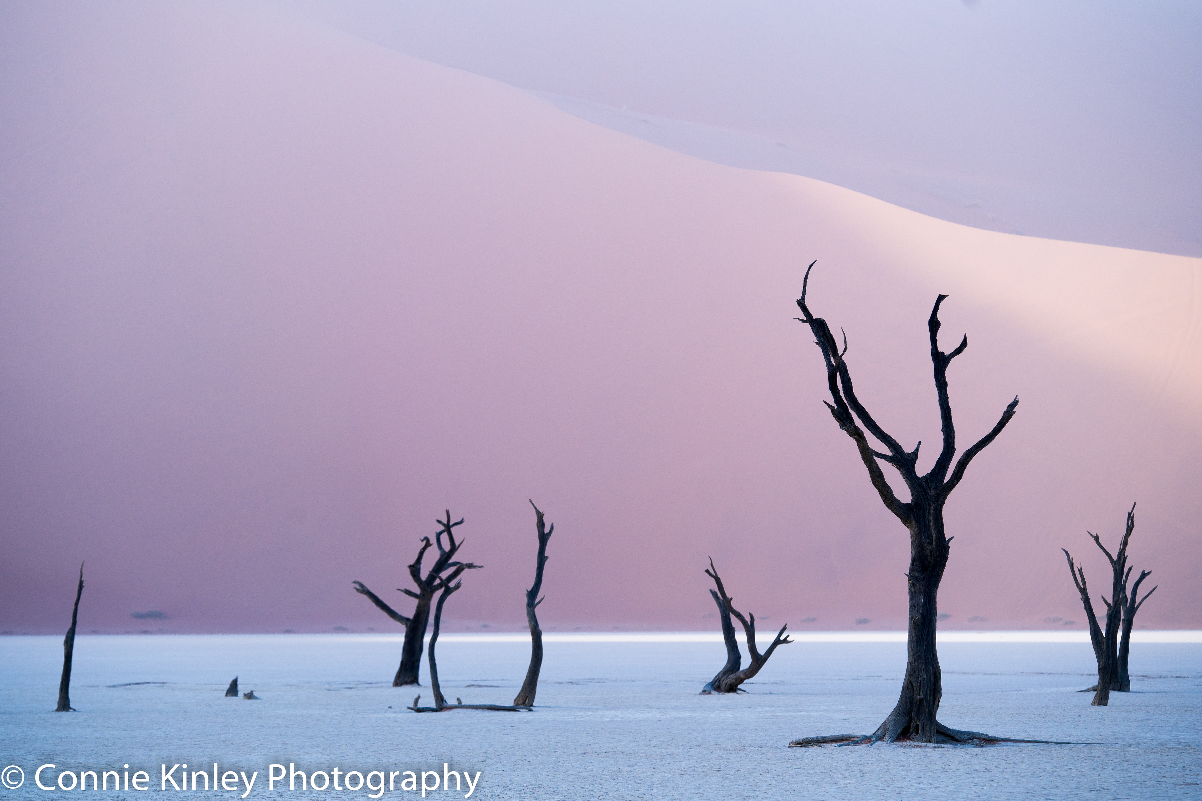 Trees, Deadvlei, Sossusvlei