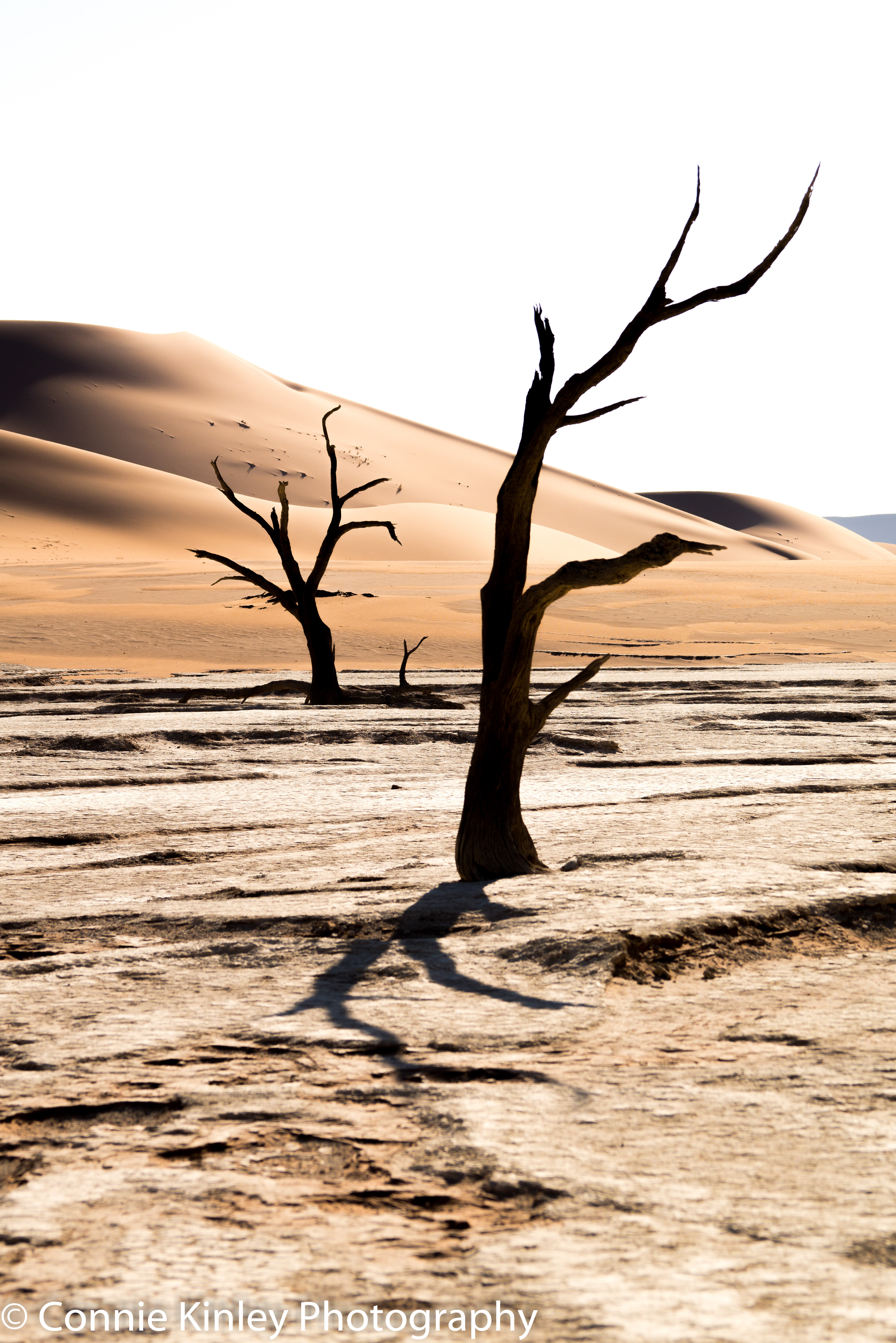 Trees, Deadvlei, Sossusvlei