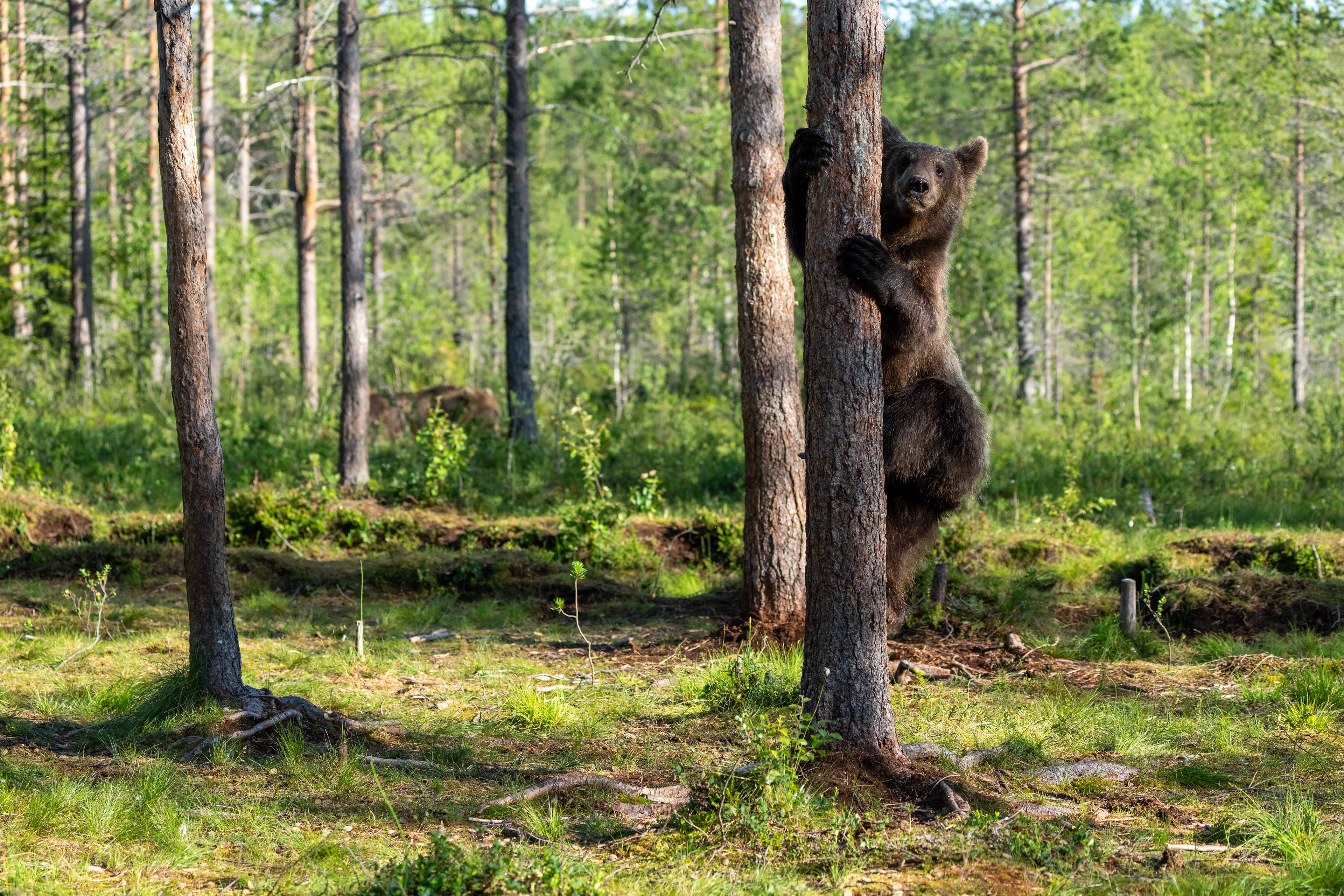 Brown bears, Finland