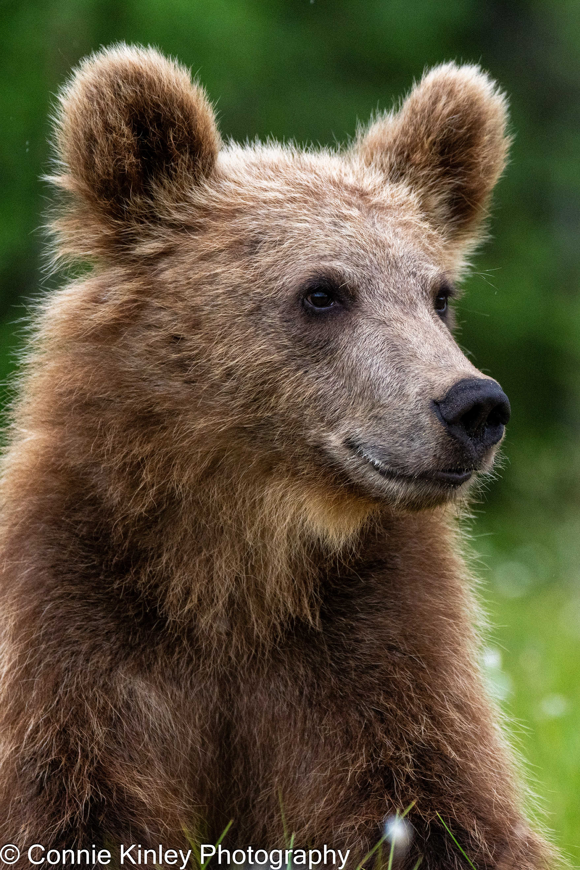 Brown bears, Finland
