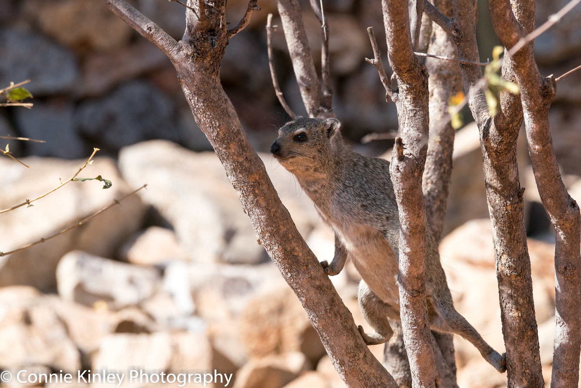 Rock hyrax, Ongava