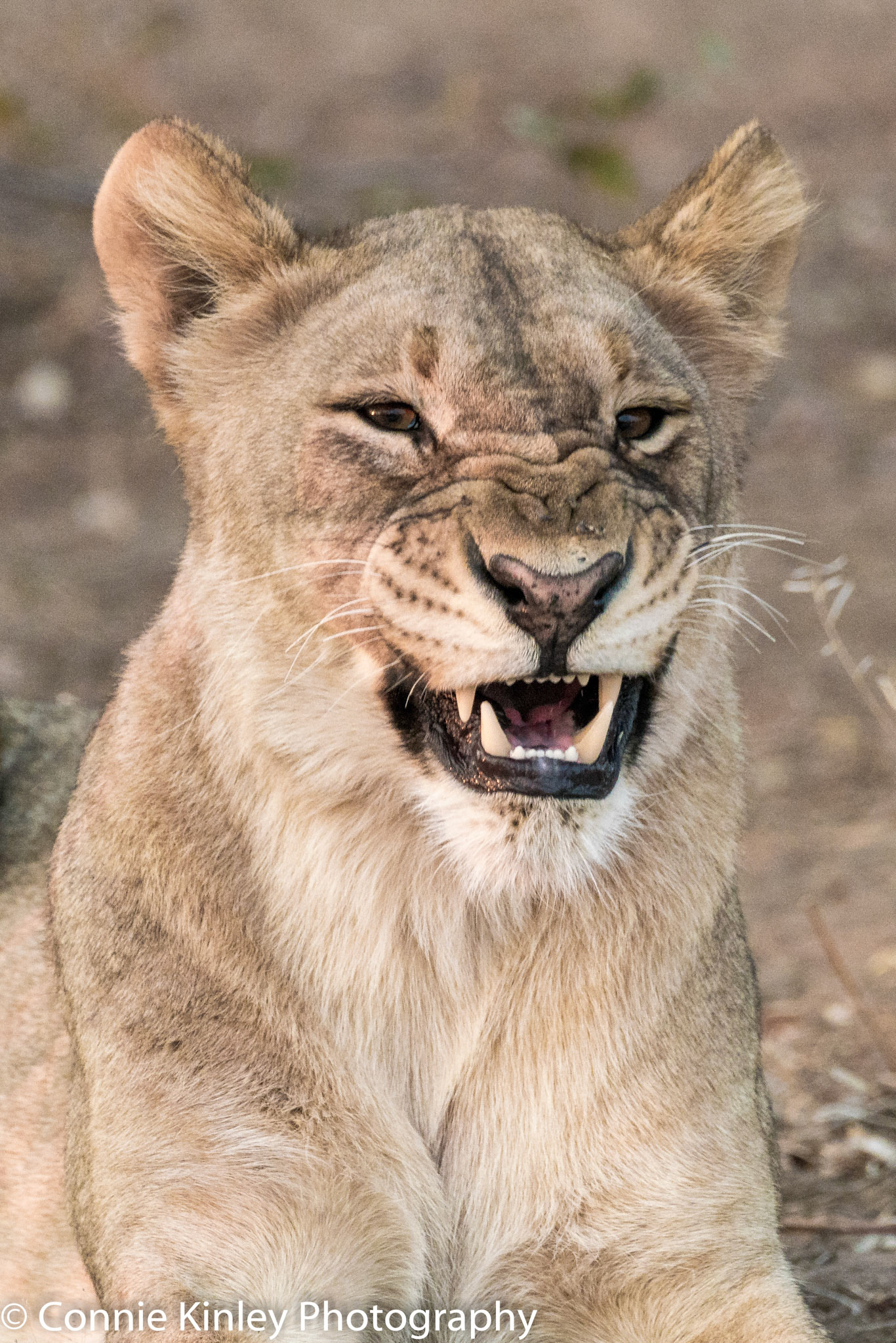 Female lion snarling, Ongava