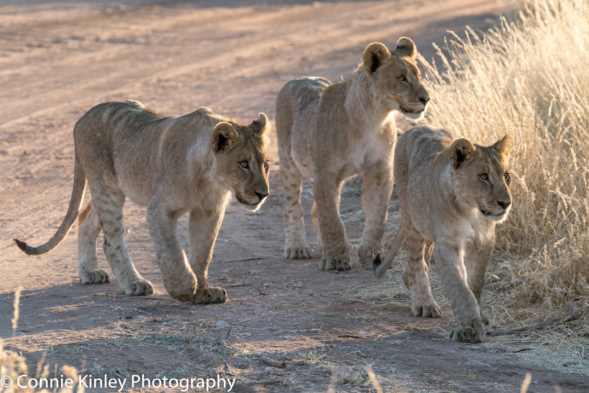 Three young lions, Ongava