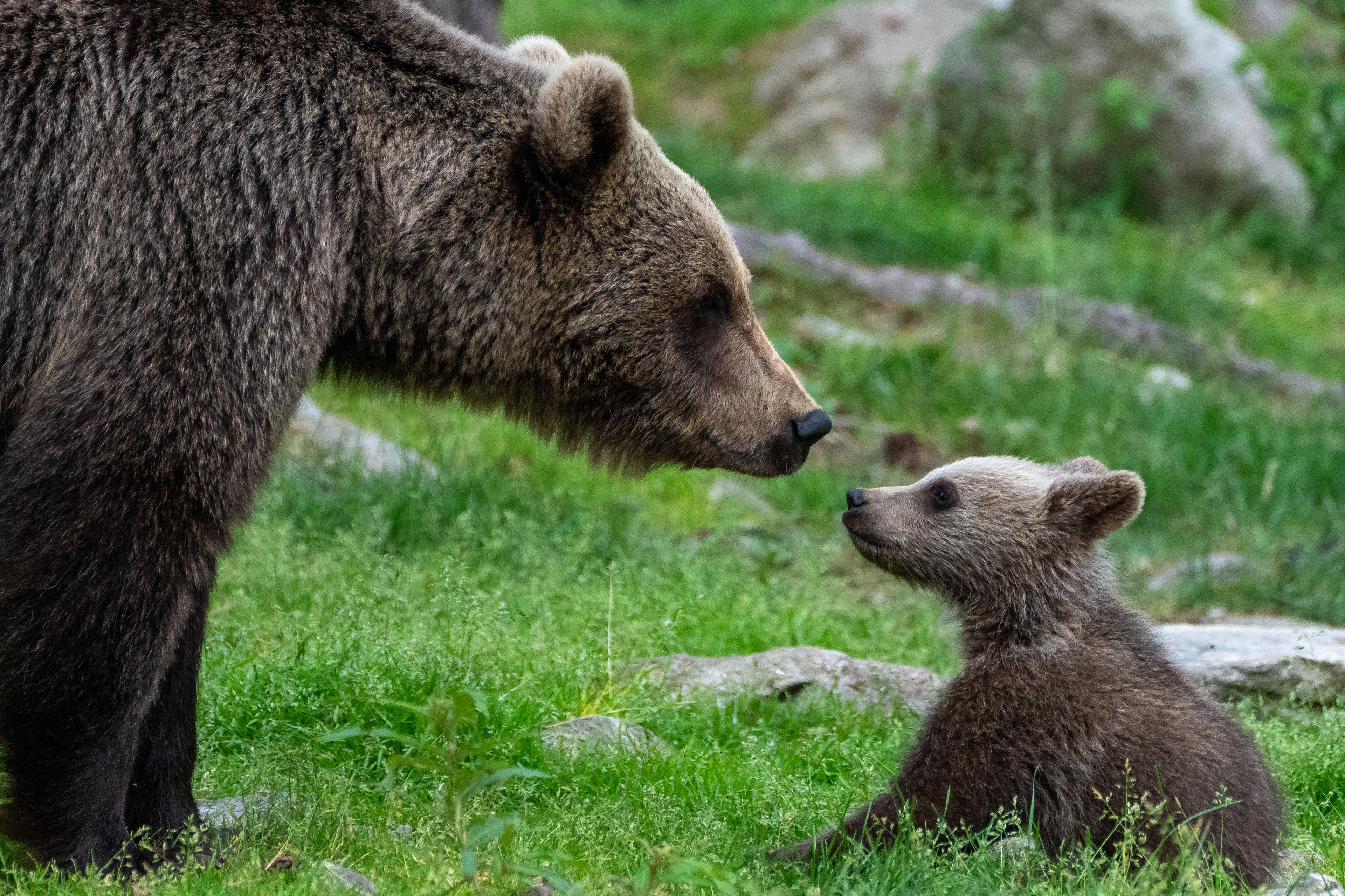 Brown bears, Finland