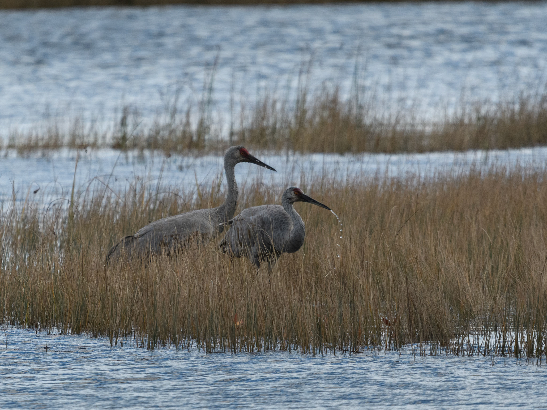 Sandhill crane