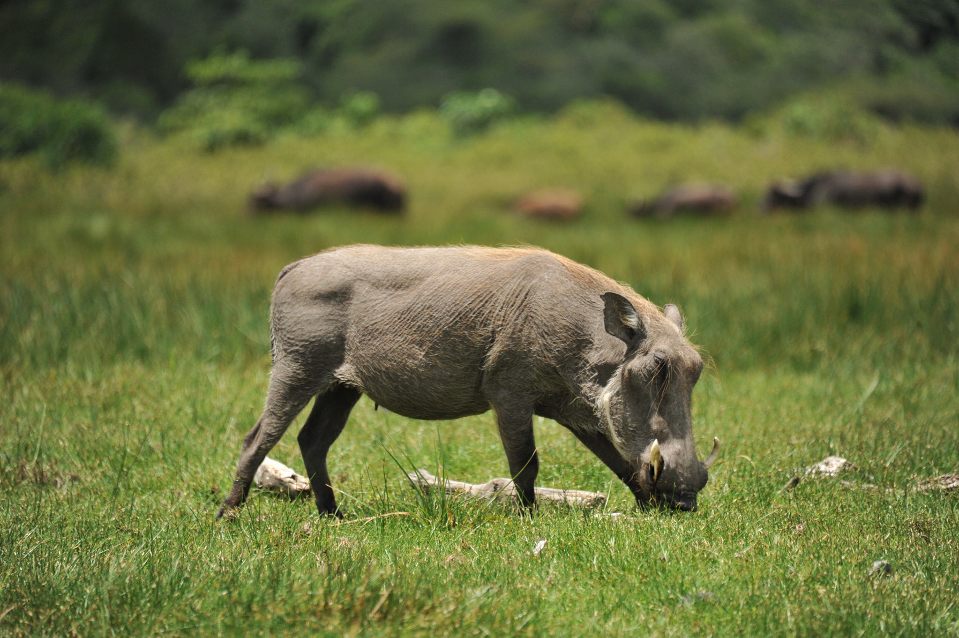 Common Warthog