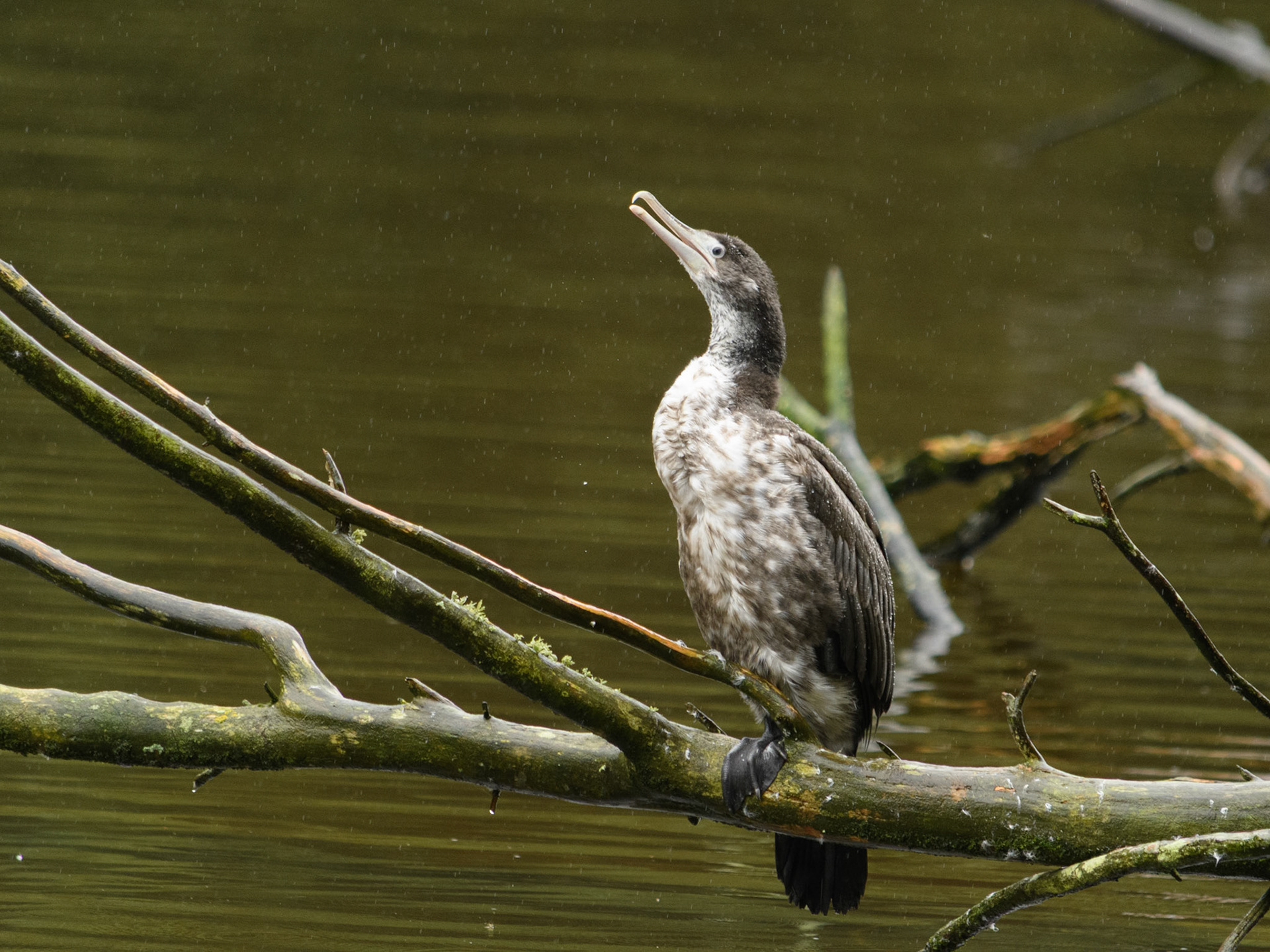 Pied Shag (Kāruhiruhi)