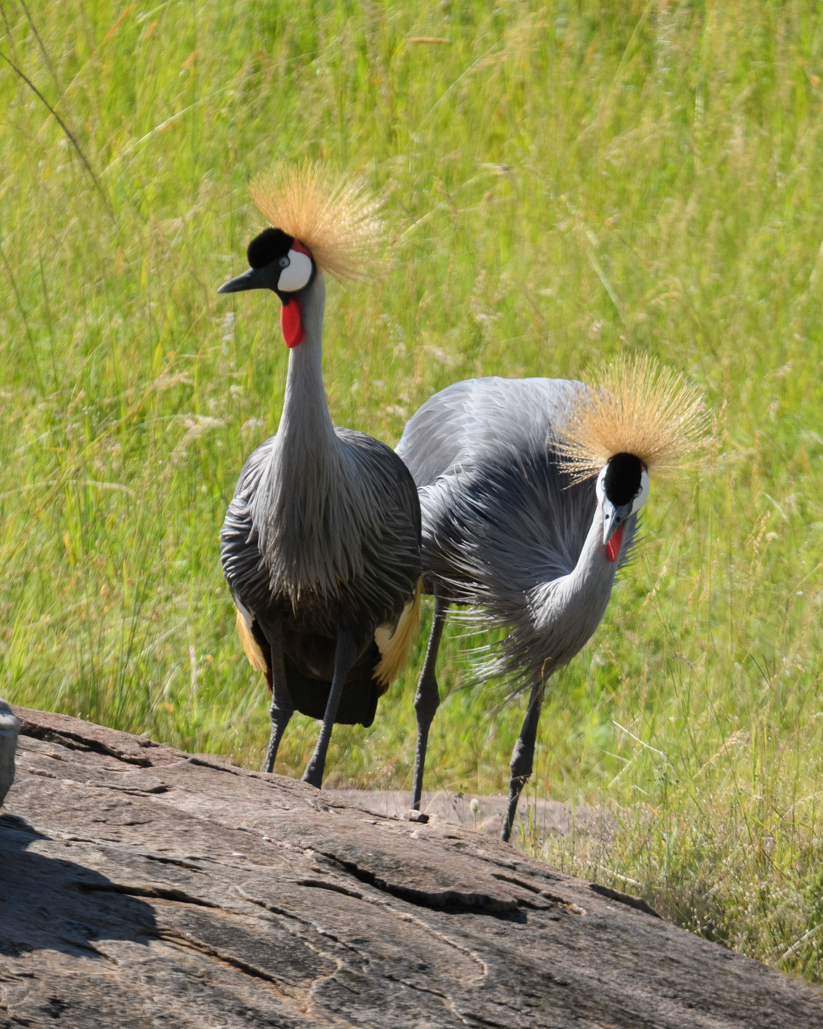 Grey Crowned Crane