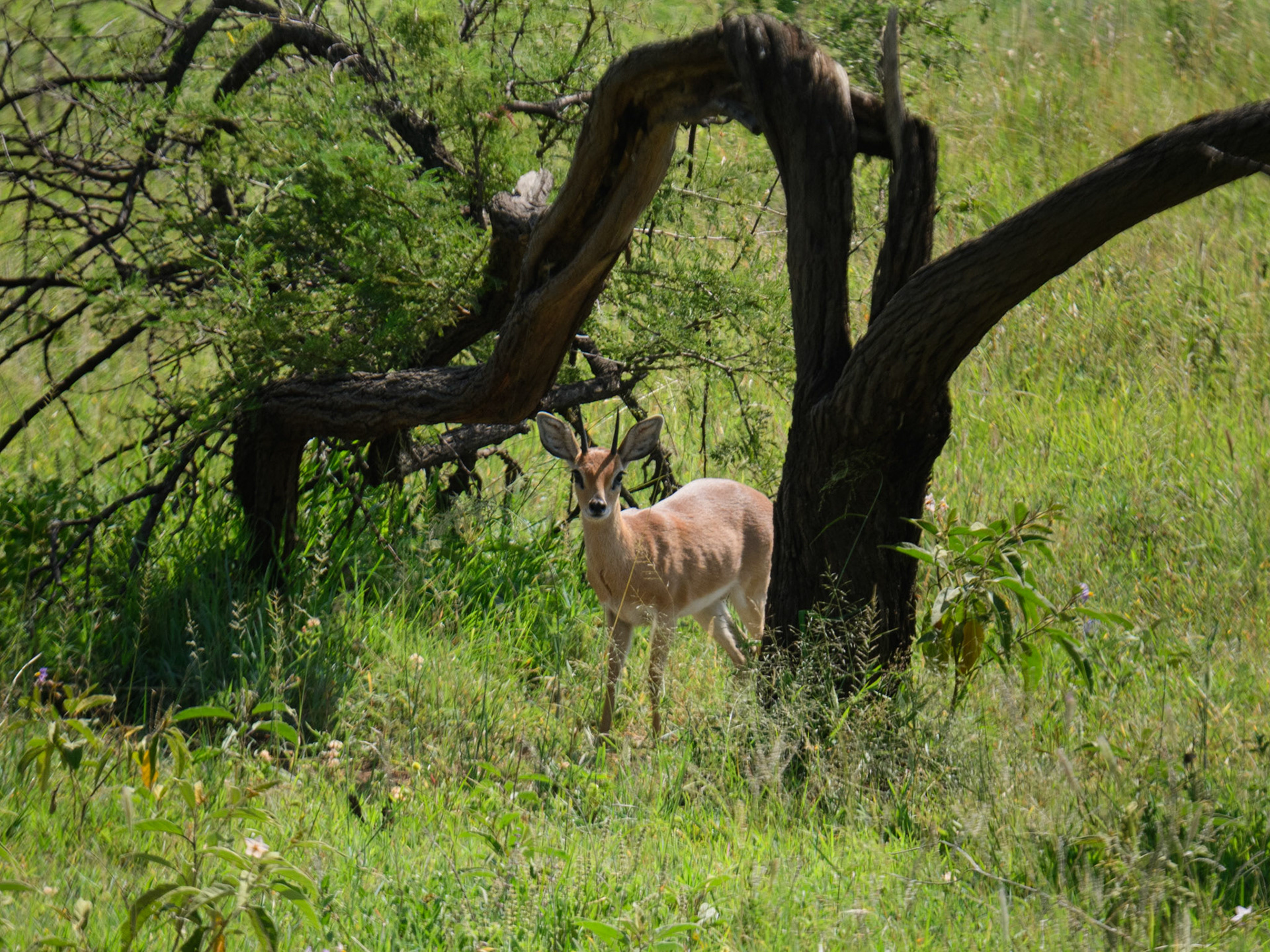 Steenbok