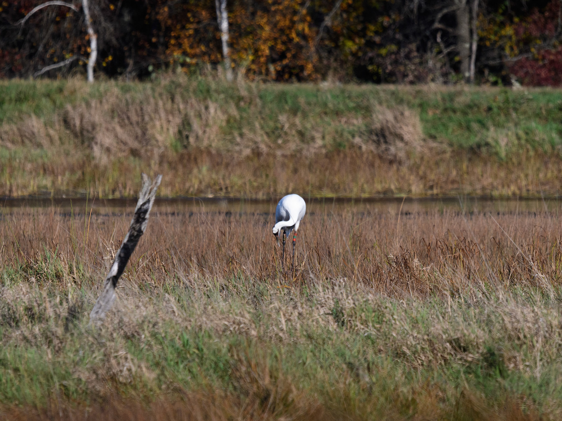 Whooping Crane
