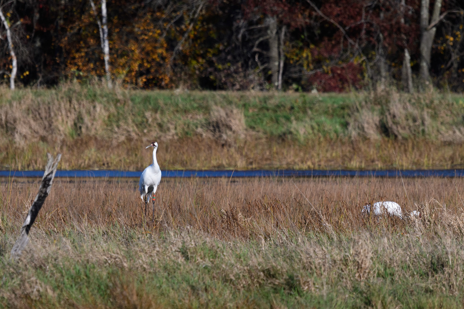 Whooping Crane
