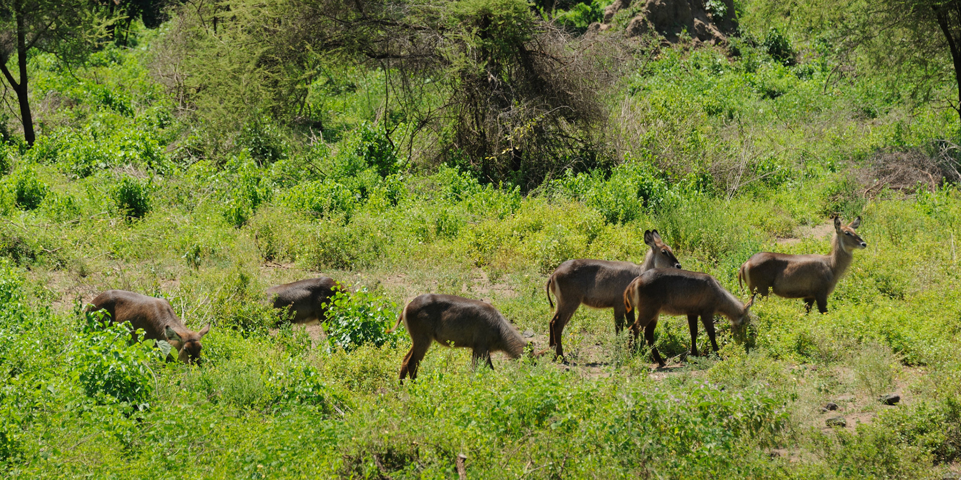 Waterbuck