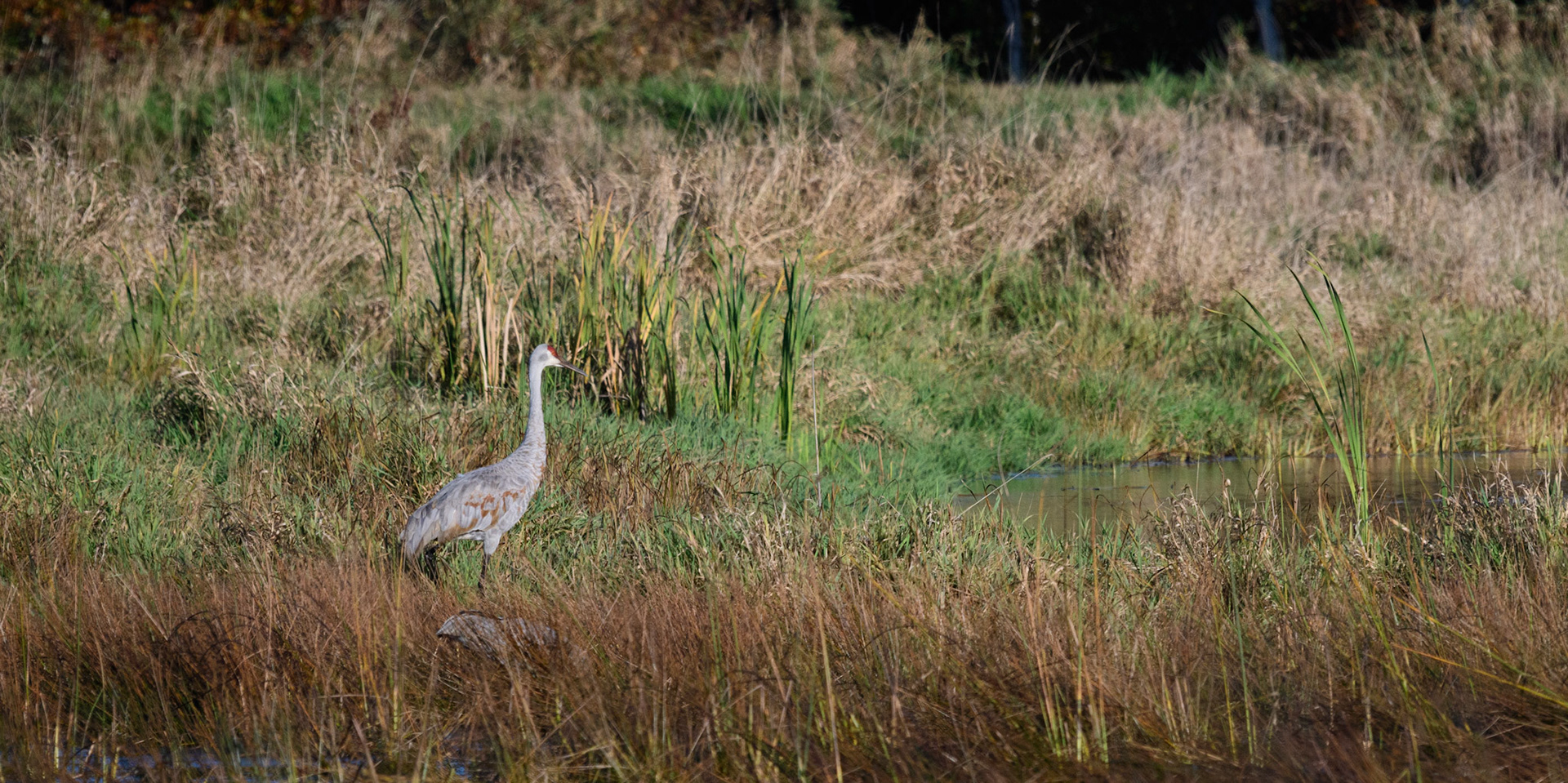 Sandhill crane