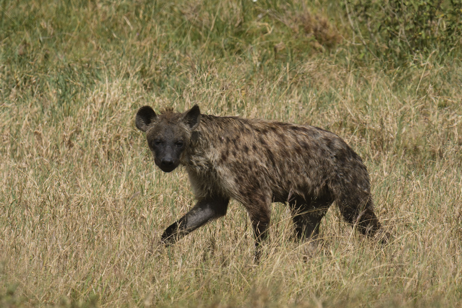 Spotted Hyena