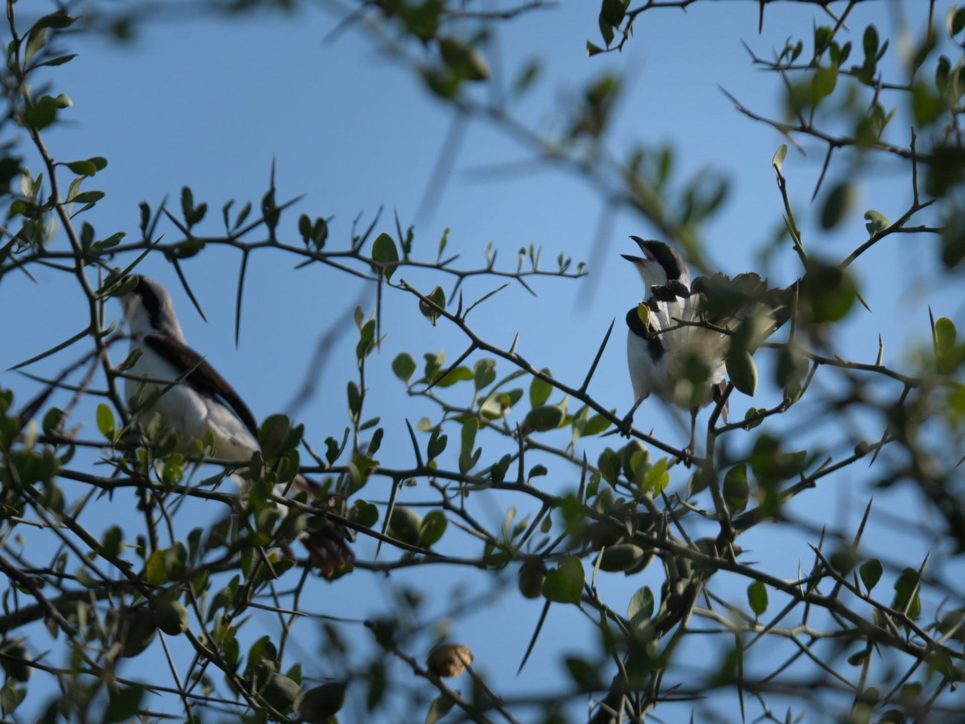 Long-tailed Fiscal