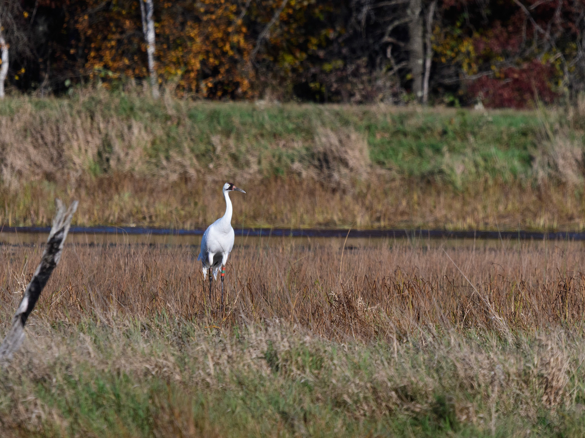 Whooping Crane