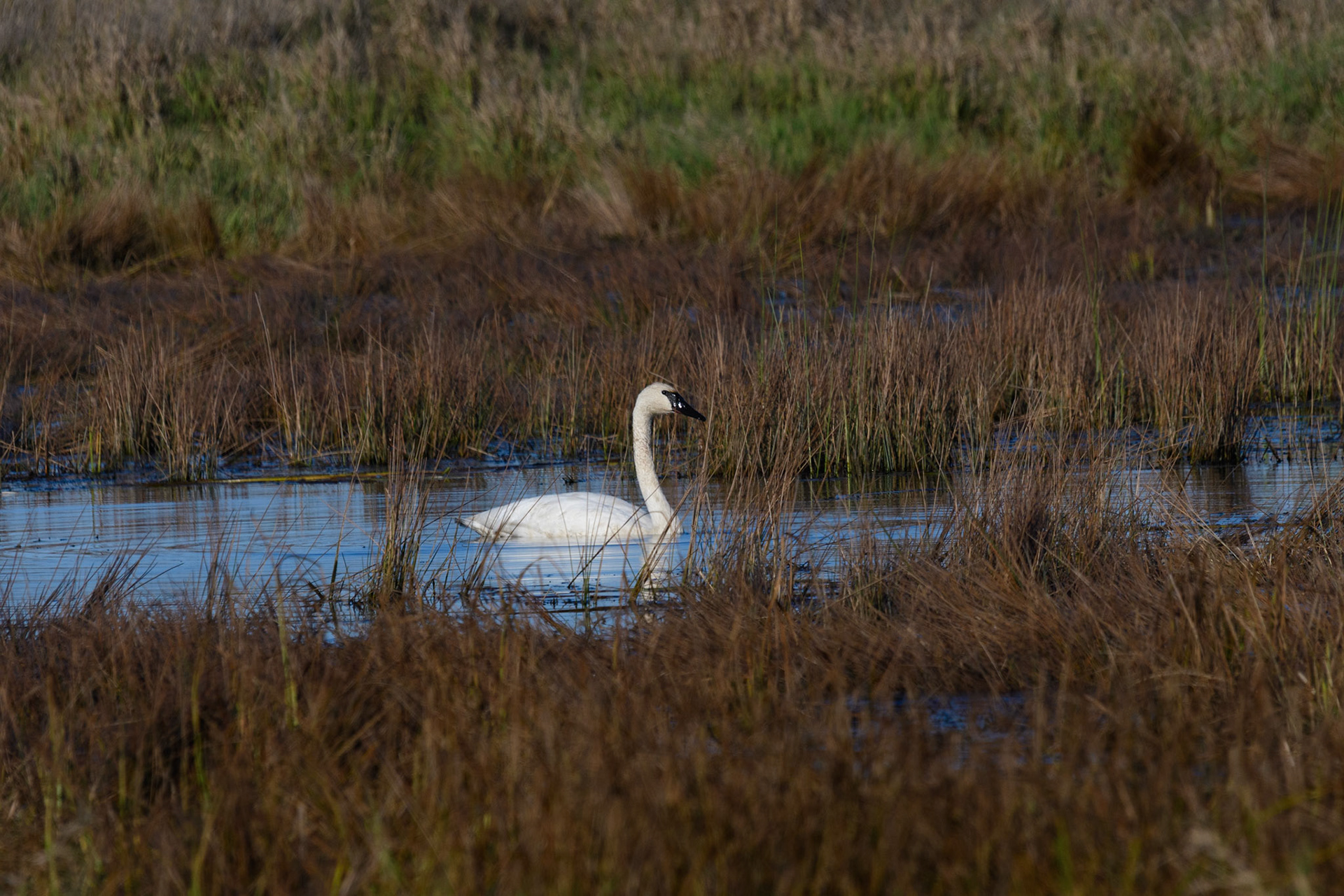 Trumpeter swan