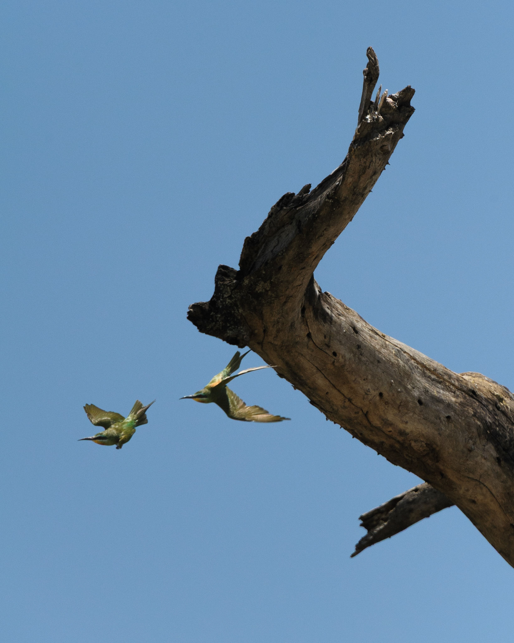 Blue-cheeked Bee-eater