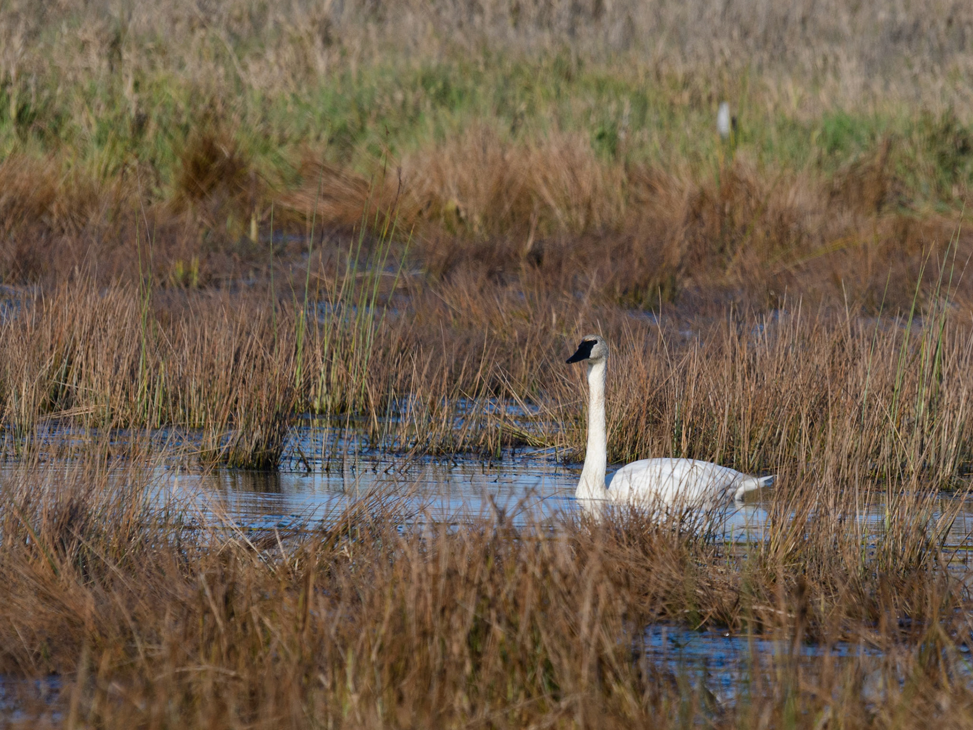 Trumpeter swan