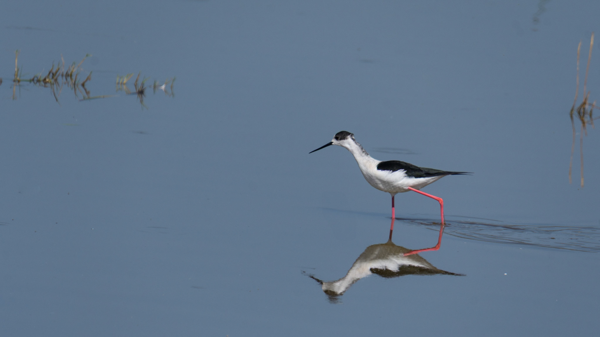 Black-winged Stilt