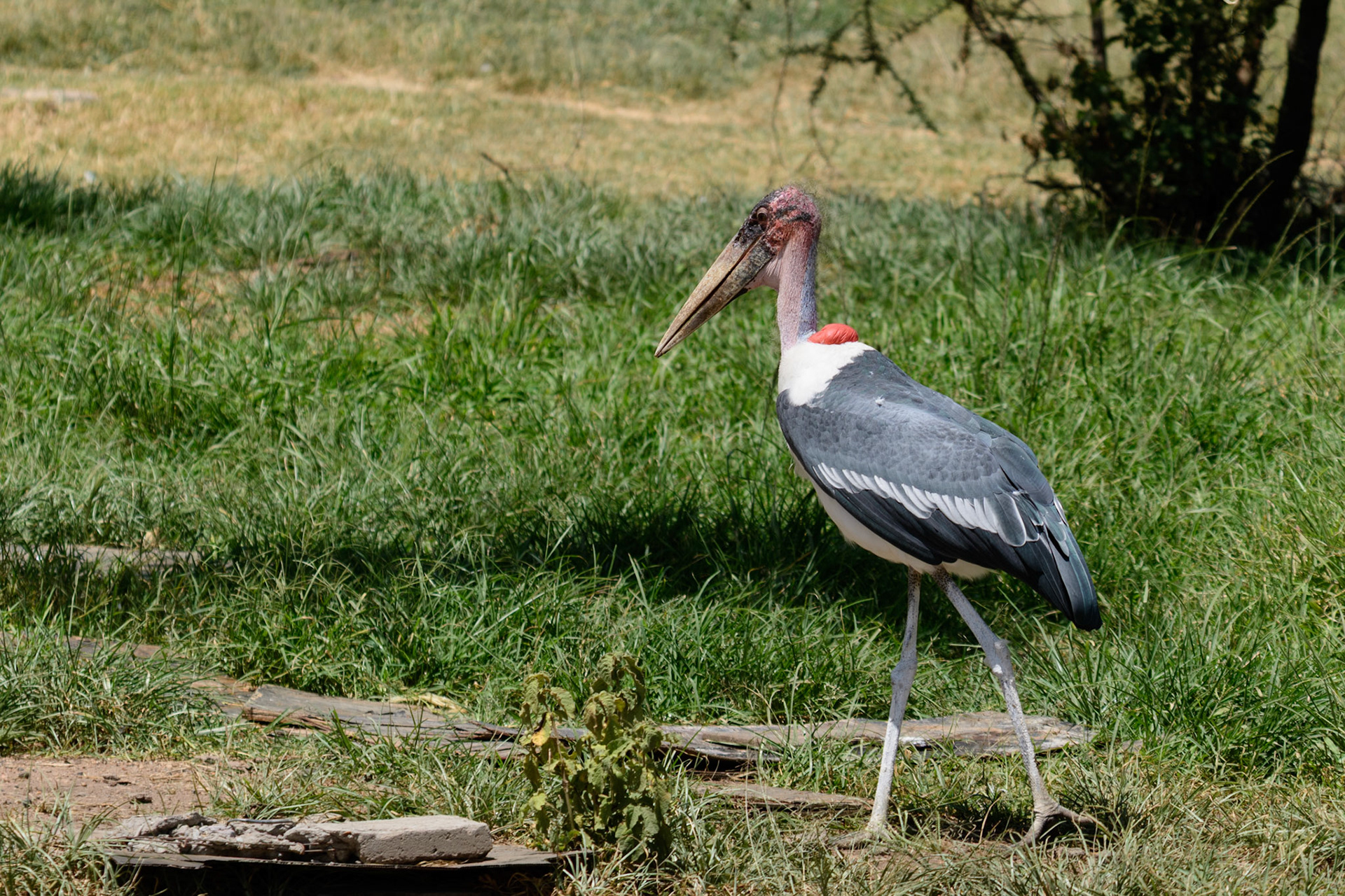 Marabou StorkRed spot on back is gular sac