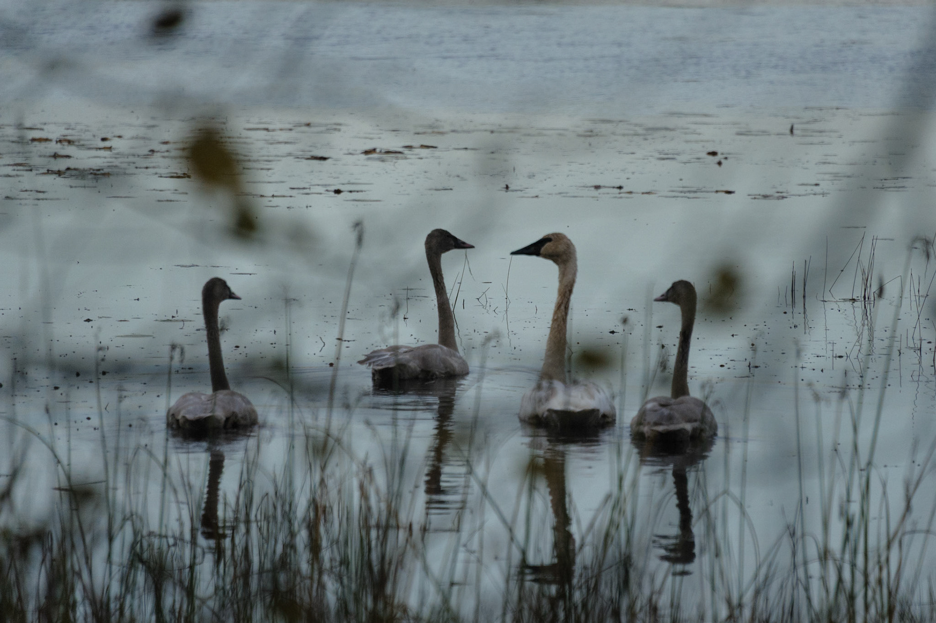 Trumpeter swan