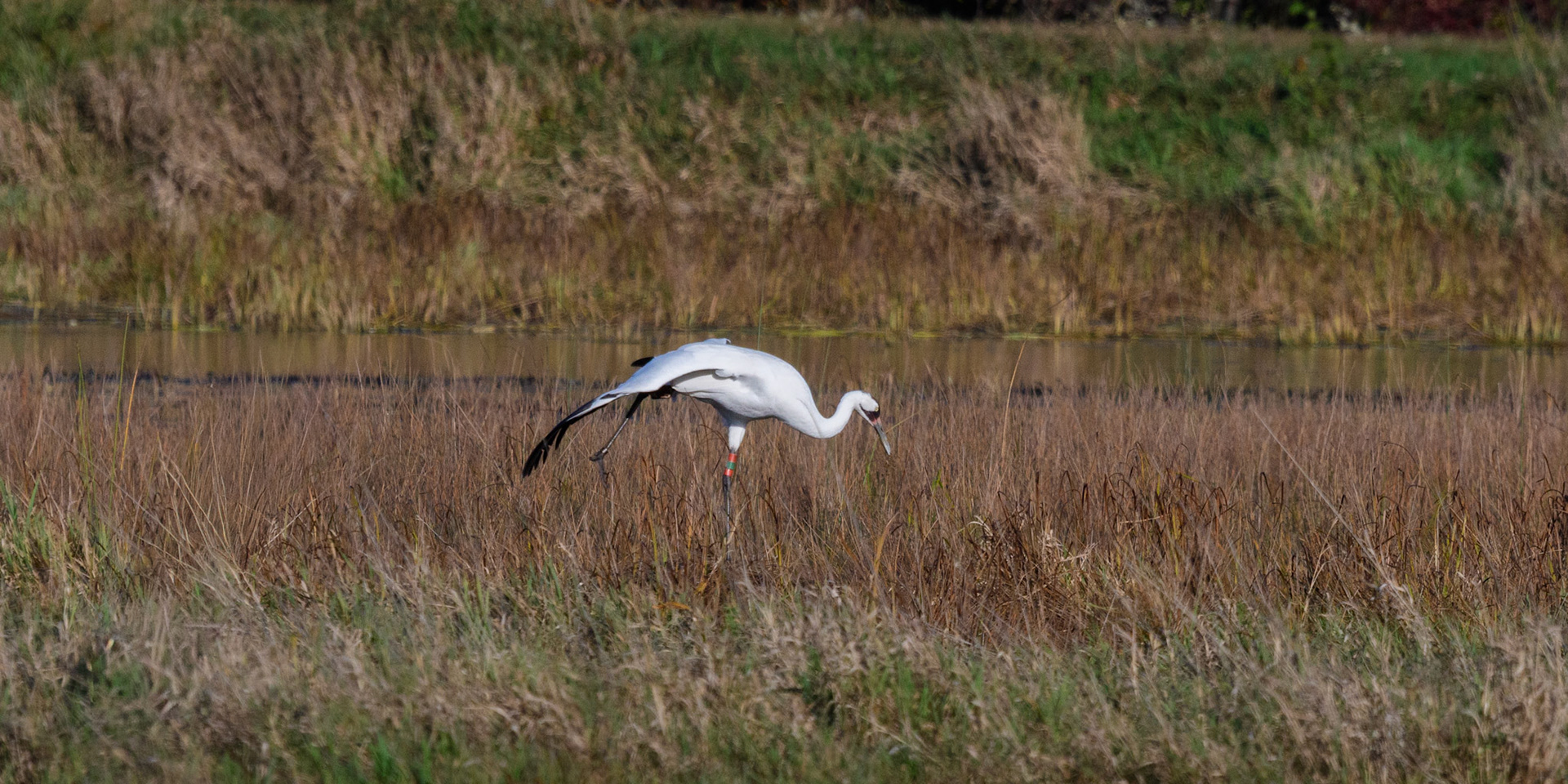 Whooping Crane