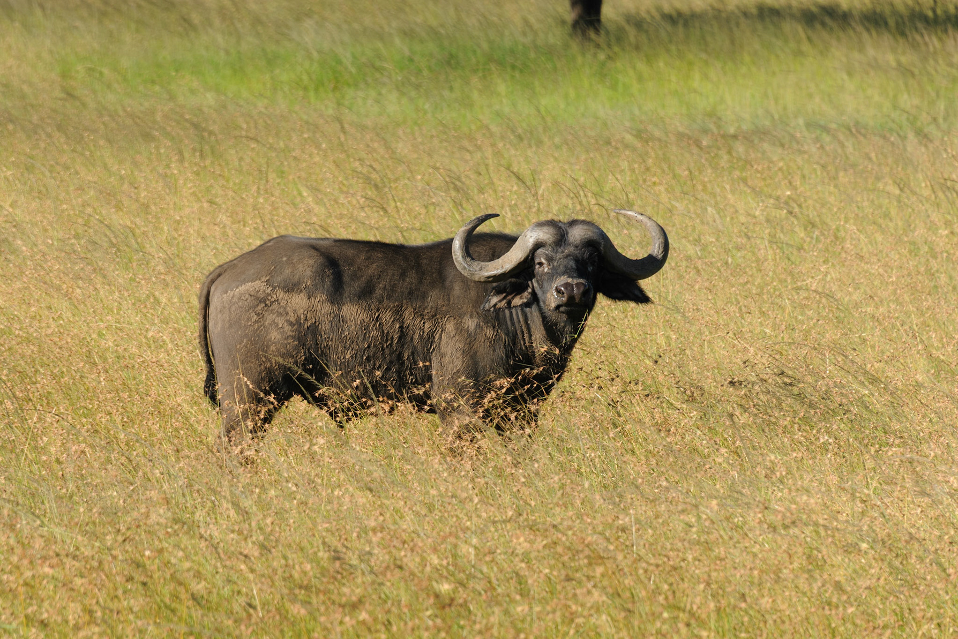 Cape Buffalo