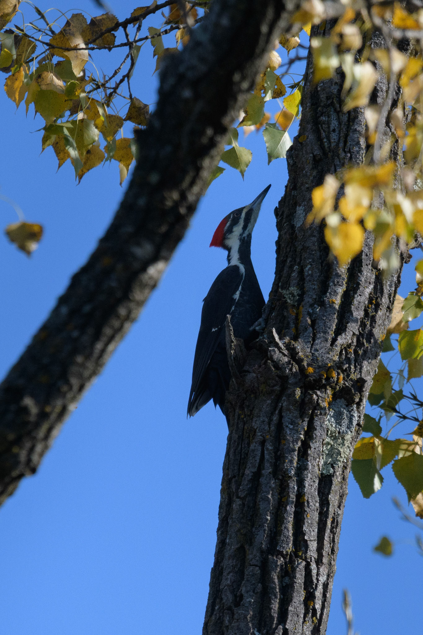 Pileated woodpecker