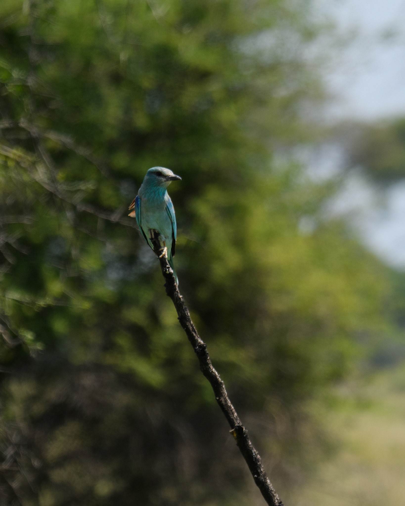 Abyssinian Roller