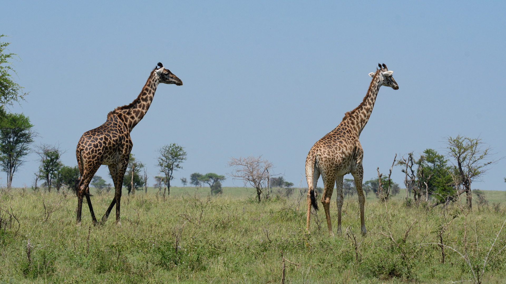 Maasai Giraffe