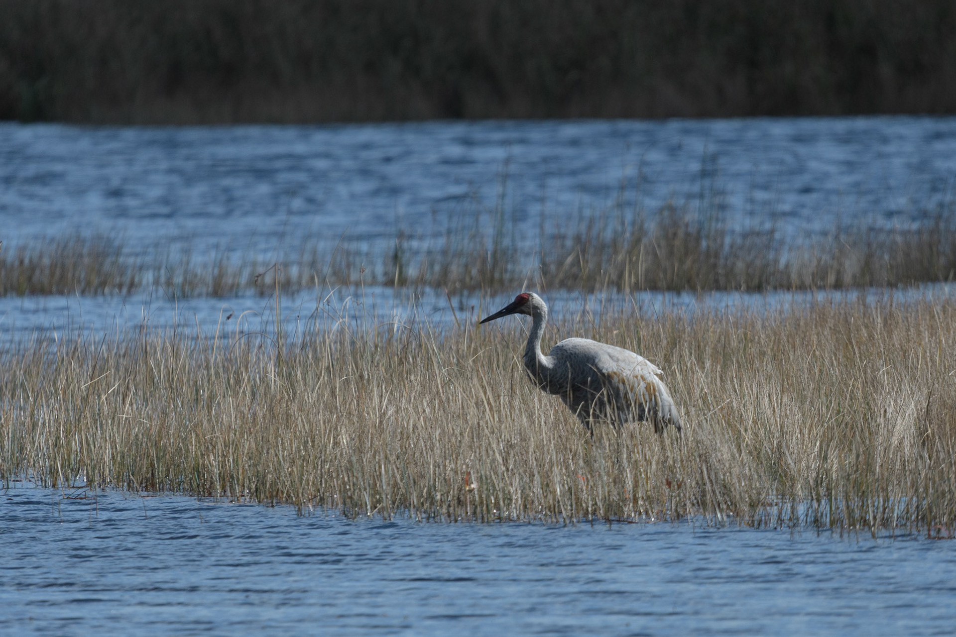 Sandhill crane