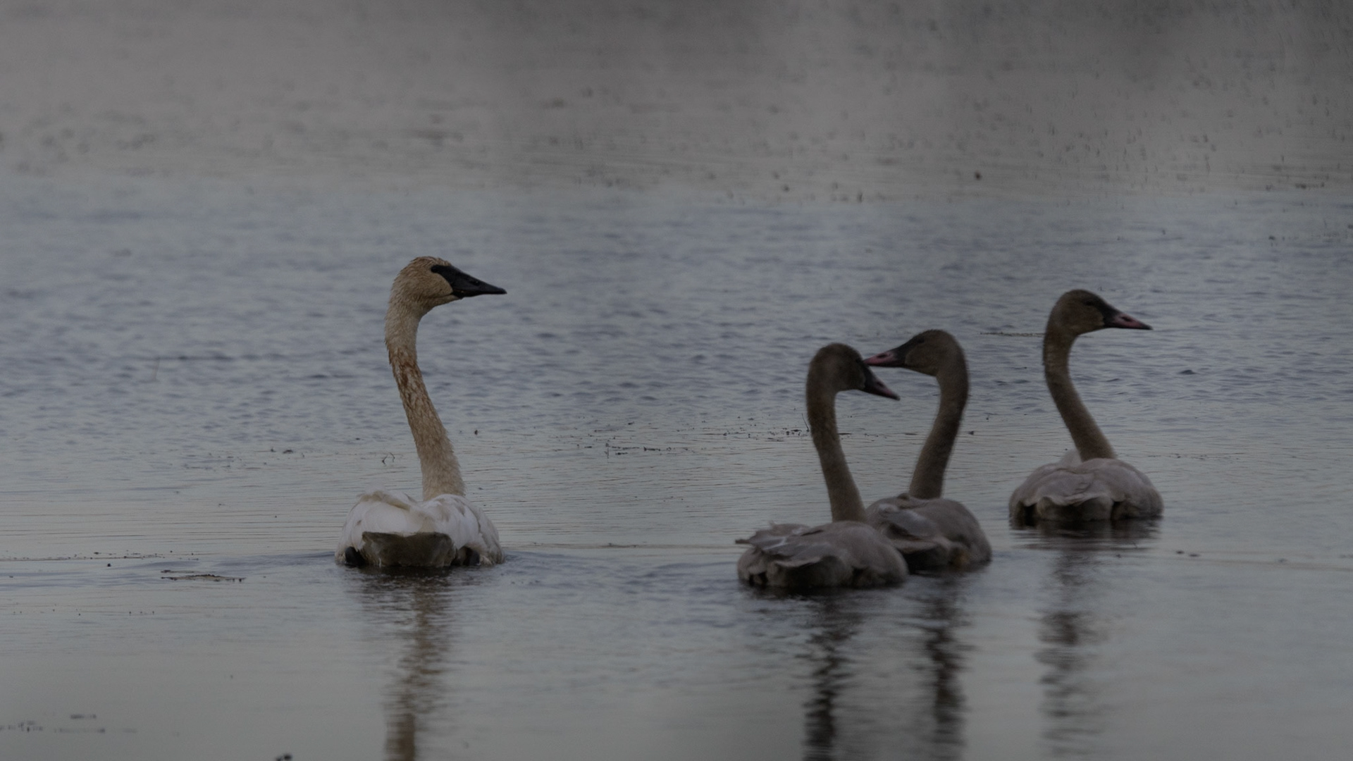 Trumpeter swan