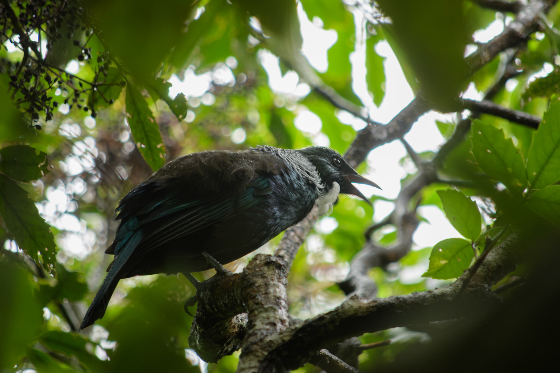 Tūī (Tui)