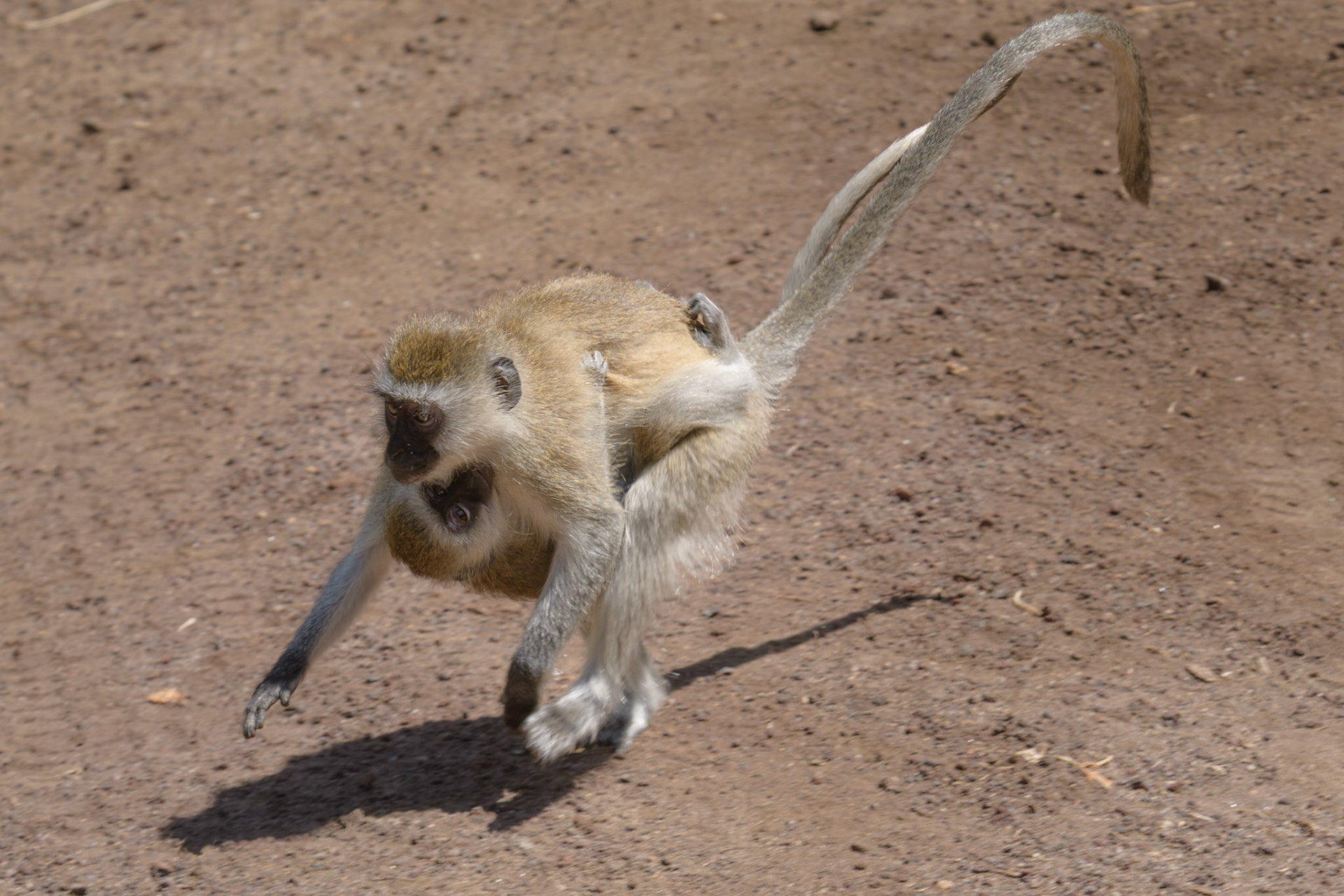 Vervet Monkey