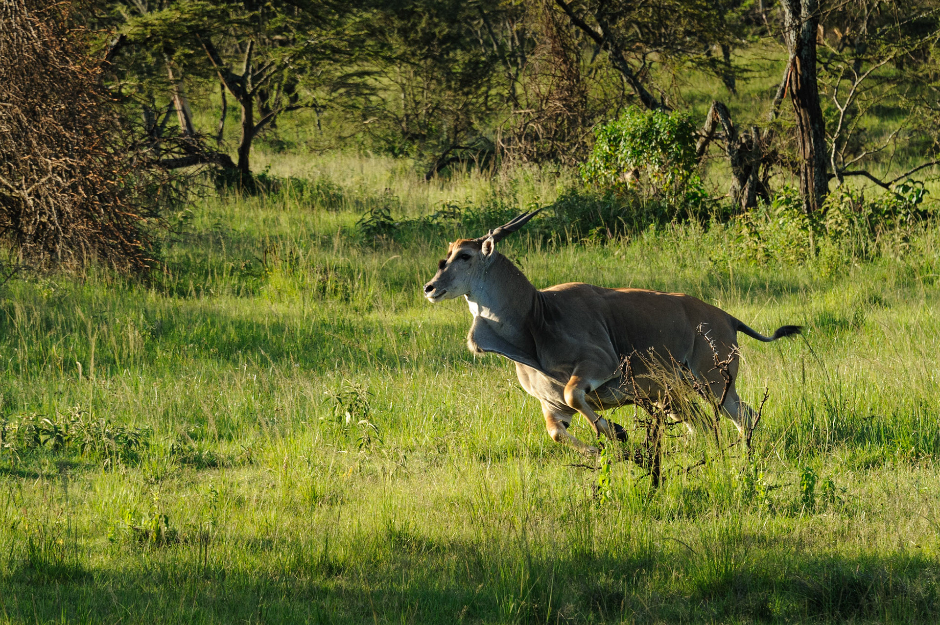 Eland