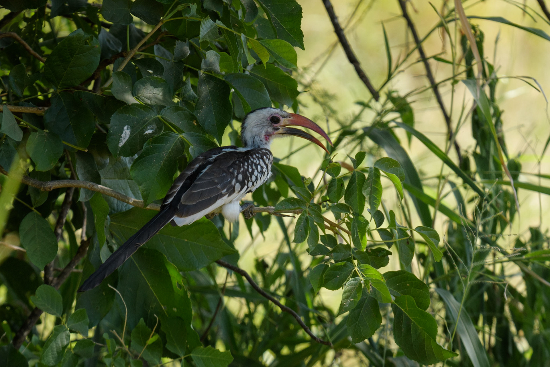 Northern Red-billed Hornbill