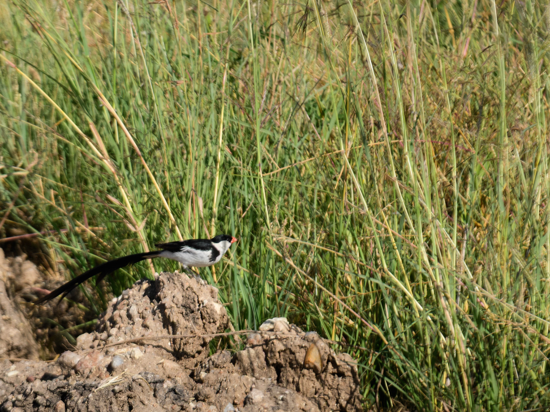 Pin-Tailed Whydah