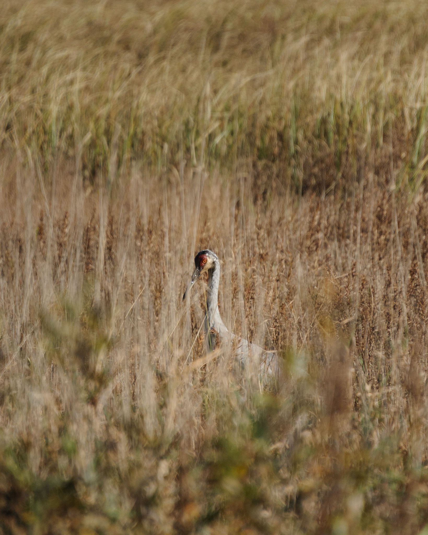 Sandhill crane